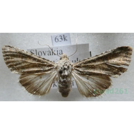 Anarta trifolii (Hufnagel, 1766) Piętnówka chwastówka Slovakia63k